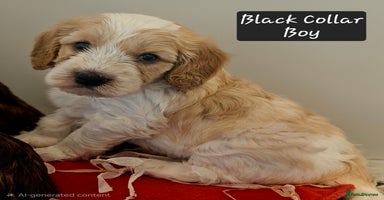 Cockapoo dogs F2 Cockapoo Puppies - Advert 6