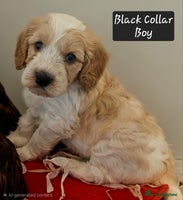 Cockapoo dogs F2 Cockapoo Puppies - Advert 4