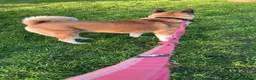 Akita dogs for sale: American Akita pup - Advert 12