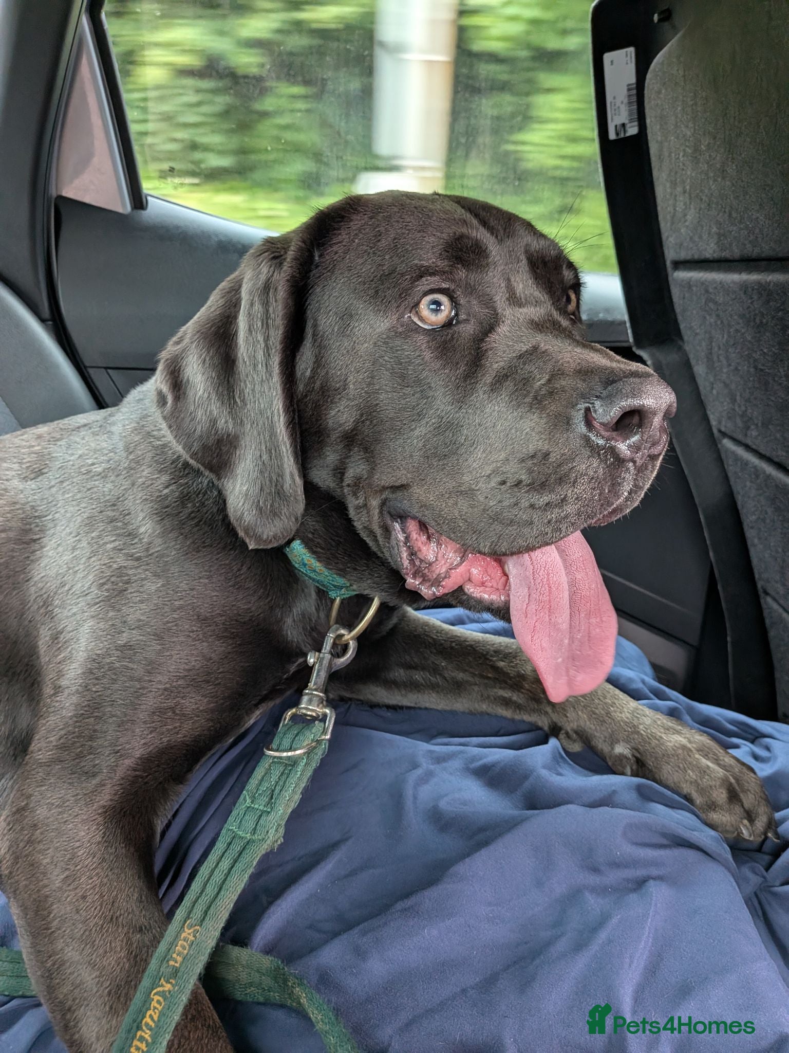 Cane Corso dogs Beautiful gentle female cane corso - Advert 2