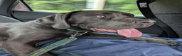 Cane Corso dogs for sale: Beautiful gentle female cane corso in Gloucester - Advert 1
