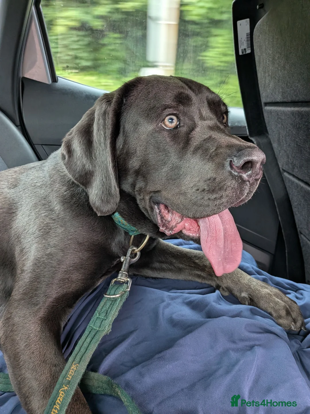 Cane Corso dogs for sale: Beautiful gentle female cane corso in Gloucester - Advert 1