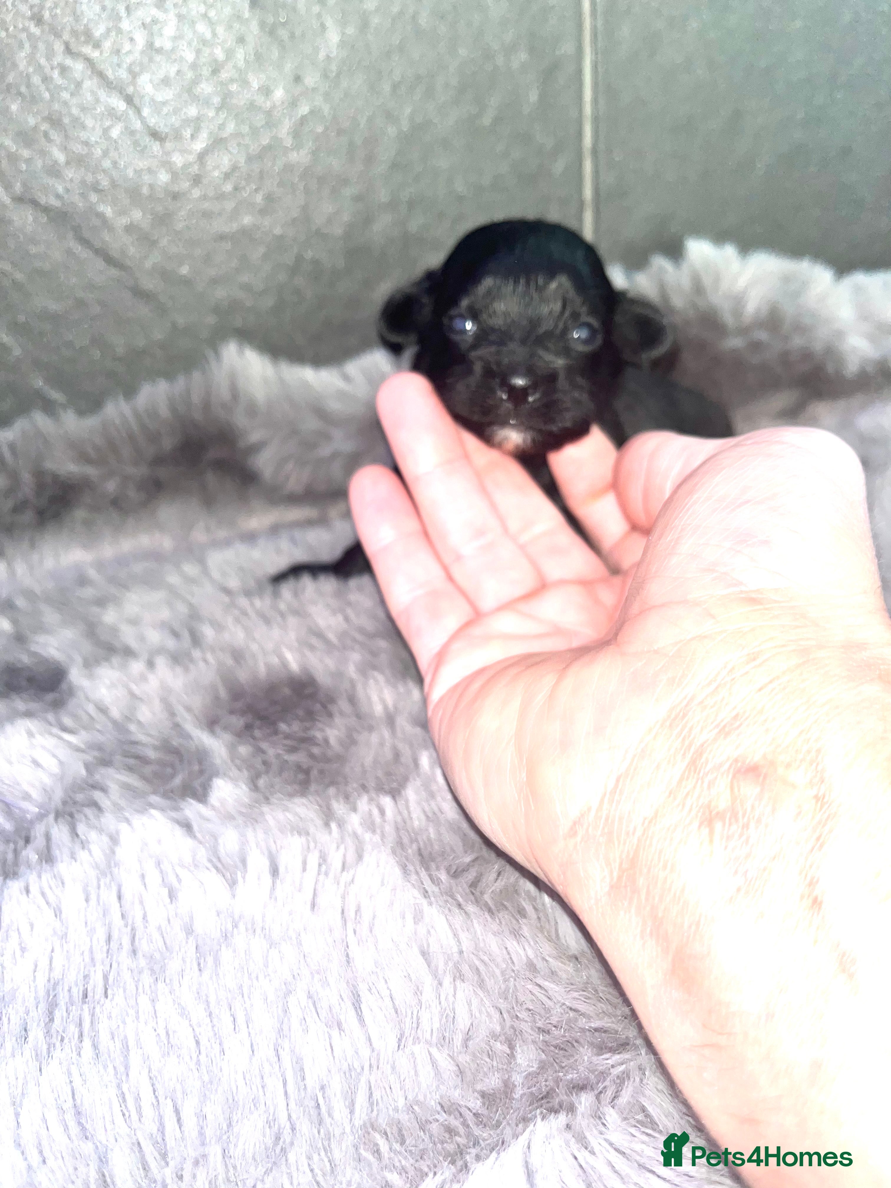 Shihpoo dogs Toy Shihpoo puppies  - Advert 6