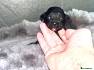 Shihpoo dogs Toy Shihpoo puppies - Advert 6