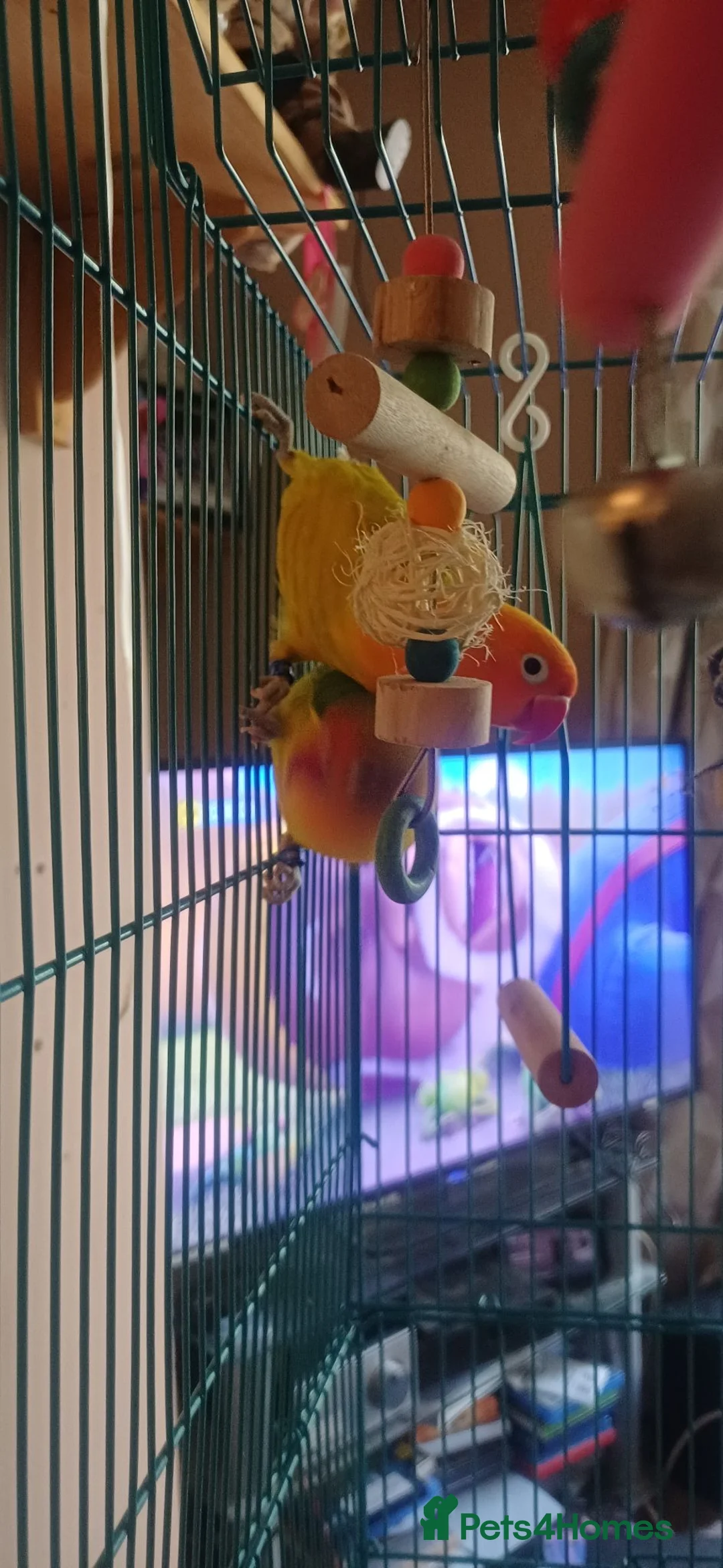 Lovebirds birds for sale: Two lovebirds with cage - Advert 2
