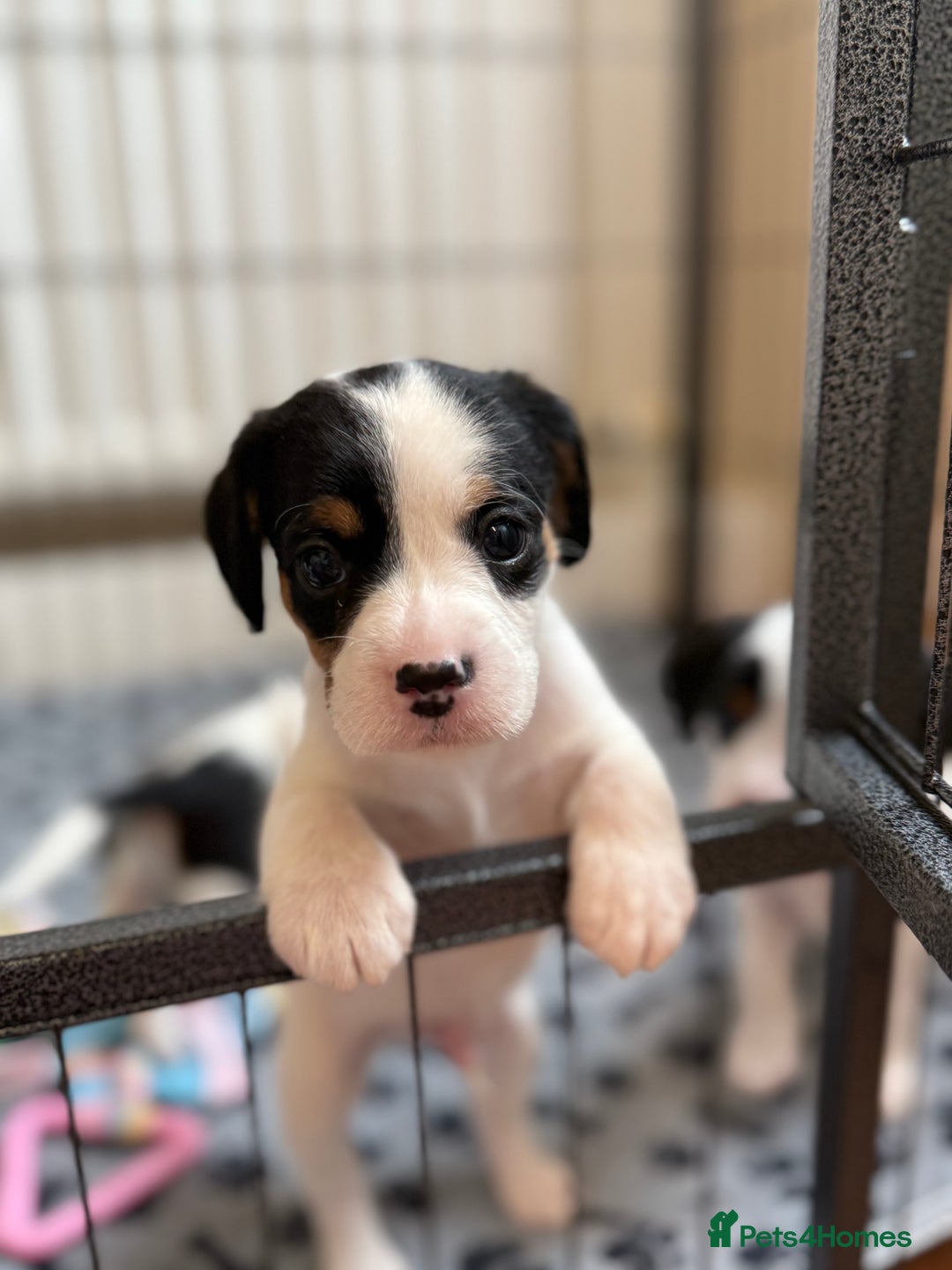 Mixed Breed dogs for sale: Cavalier King Charles cross puppies - Advert 5