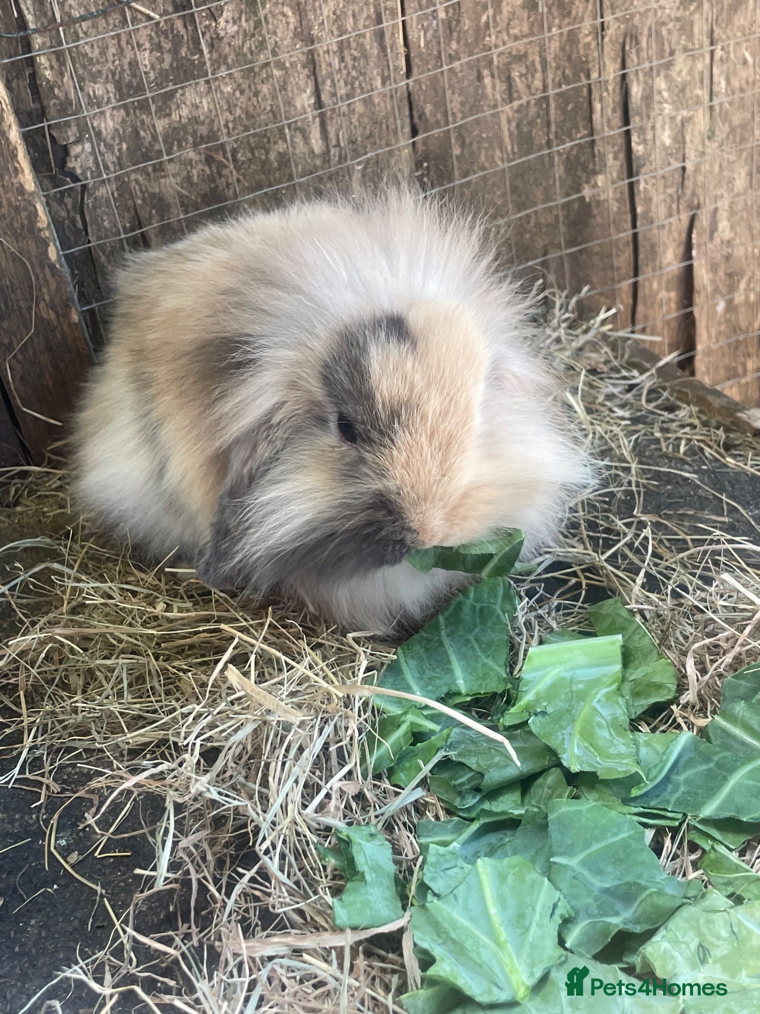 Mini Lion Lop rabbits Mini Lion Lop Female Baby  - Advert 12