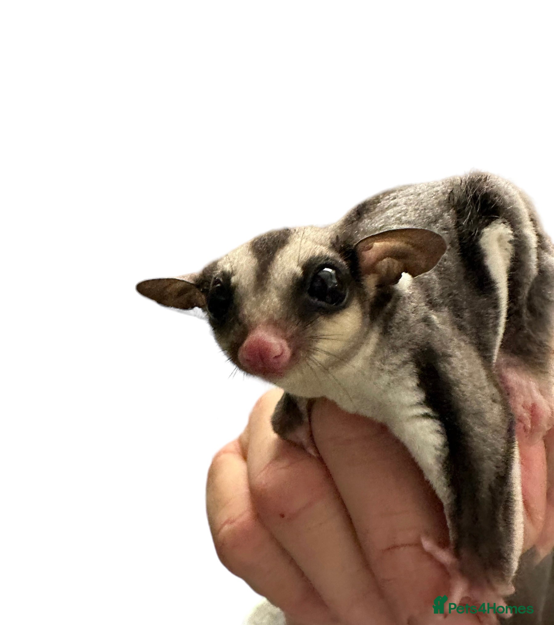 Sugar Glider rodents Baby gliders ready now  - Advert 4