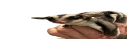 Sugar Glider rodents for sale: Baby gliders ready now  - Advert 8