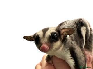 Sugar Glider rodents Baby gliders ready now - Advert 3