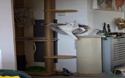 Domestic Shorthair cats for sale: Heartbreaking Rehome-18 month old Pure White Cat x - Image 17