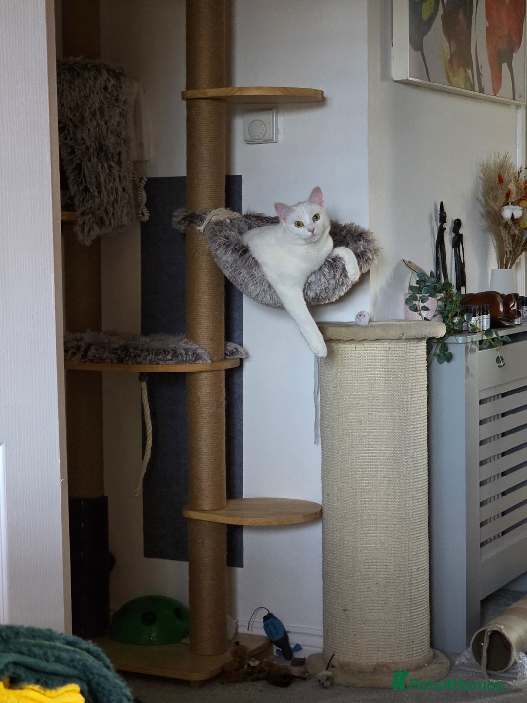 Domestic Shorthair cats for sale: Heartbreaking Rehome-18 month old Pure White Cat x - Image 17