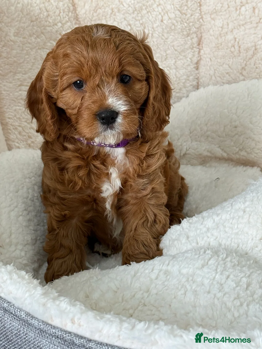 Cavapoo dogs for sale: Red and white F1 Cavapoo puppies - Advert 1