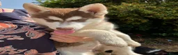 Siberian Husky dogs for sale: Beautiful Purebred Red Siberian Husky Girls - Advert 18