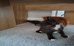 Mixed Breed cats for sale: Mixed breed Tabbies  - Image 23