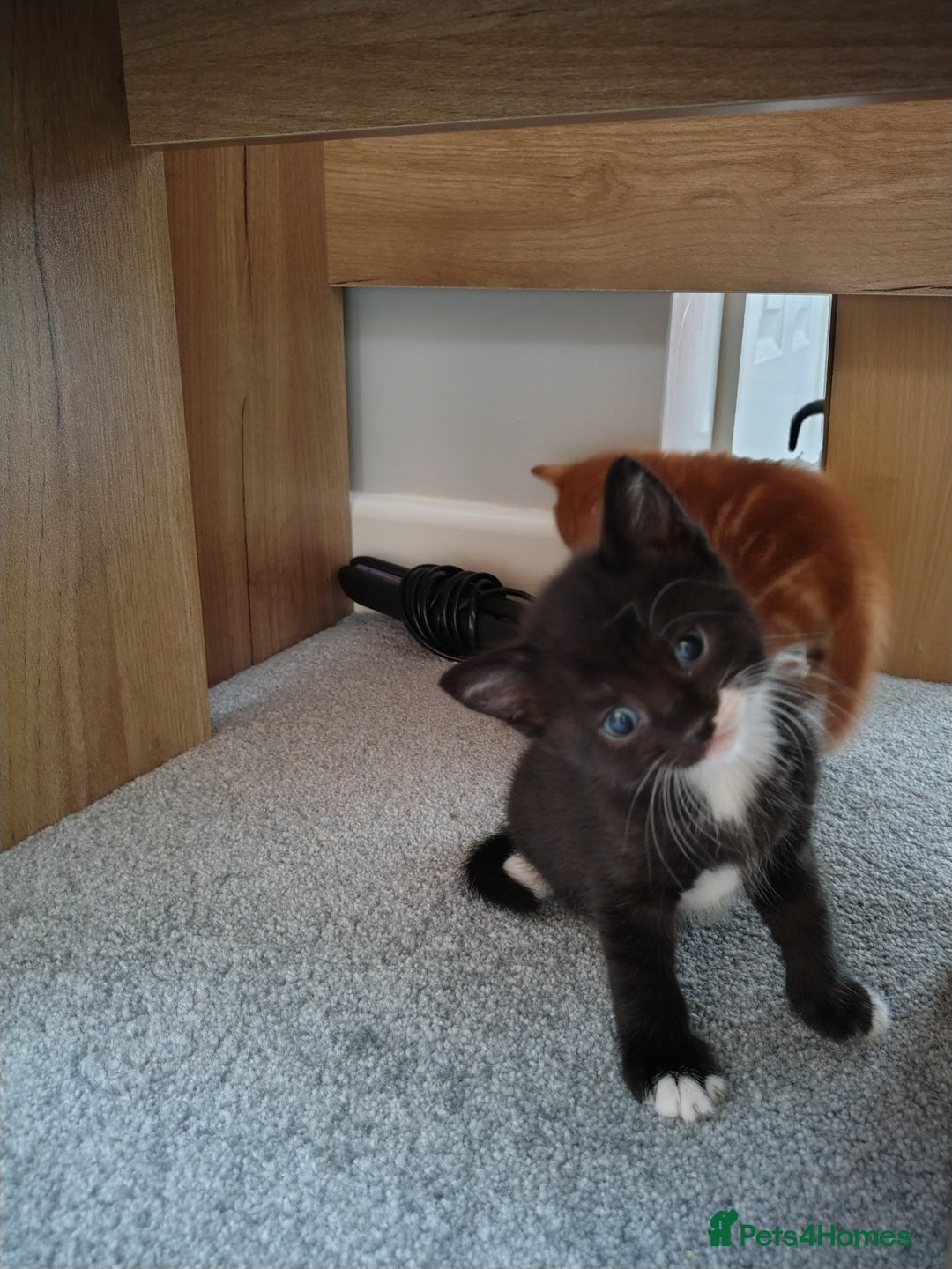 Mixed Breed cats for sale: Mixed breed Tabbies  - Image 23
