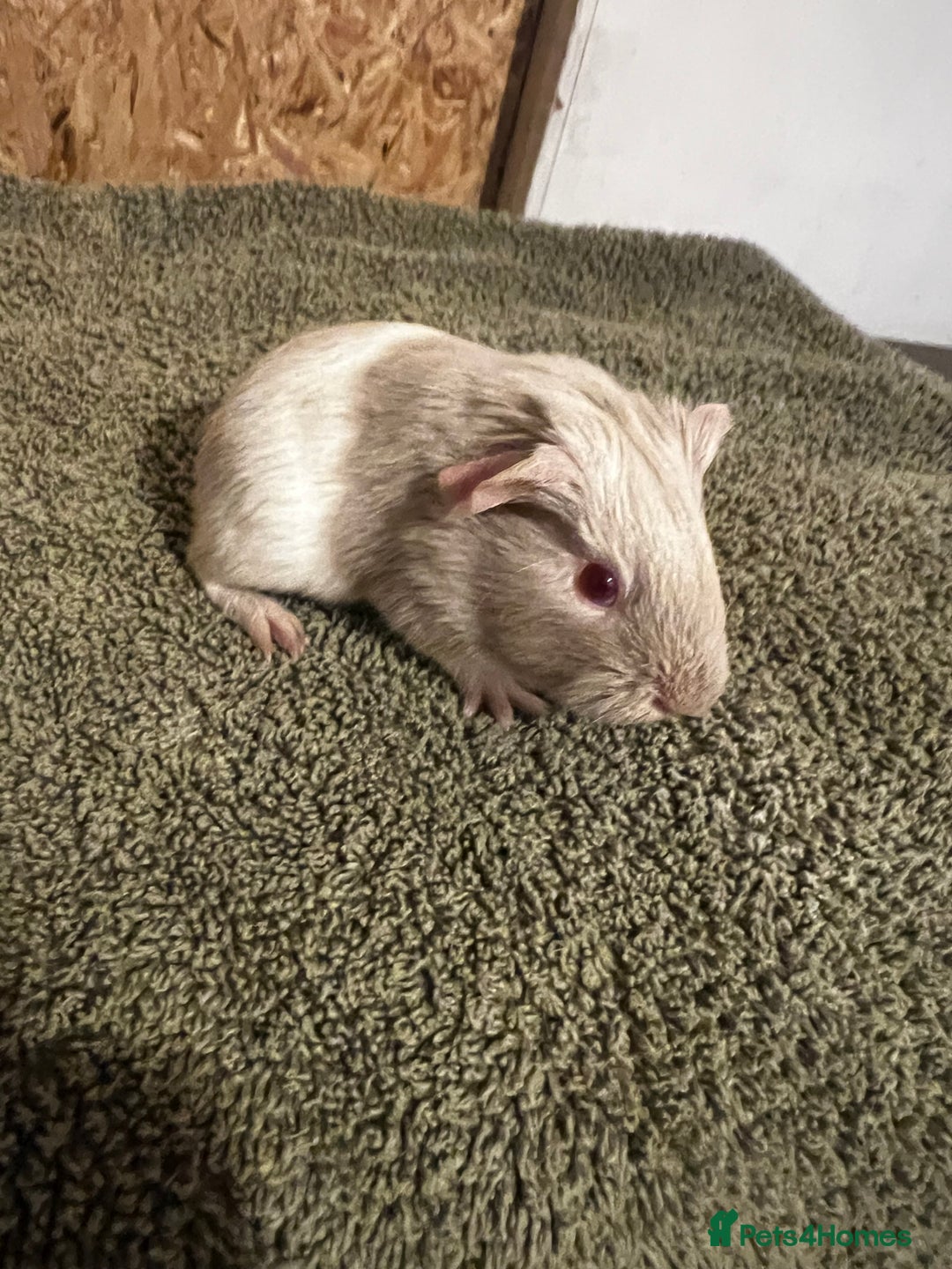 Guinea Pig rodents for sale: Baby guinea pigs  - Advert 10