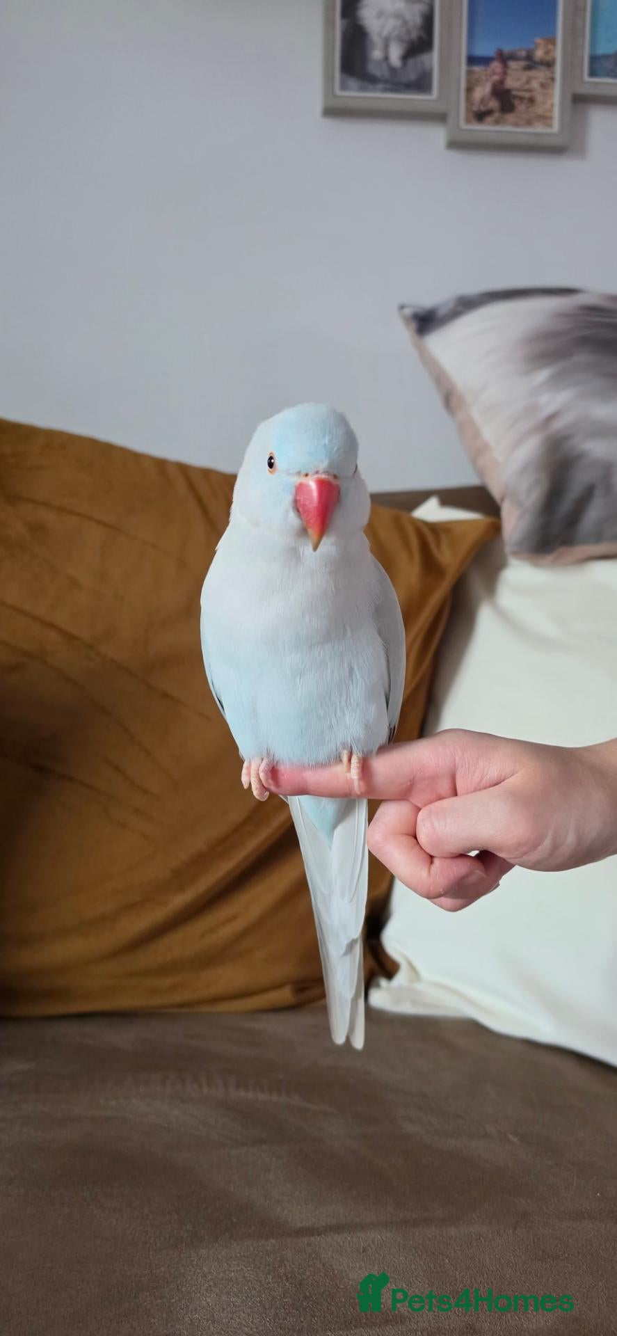 Ringnecks birds Pale Blue Indian Ringneck - Advert 1