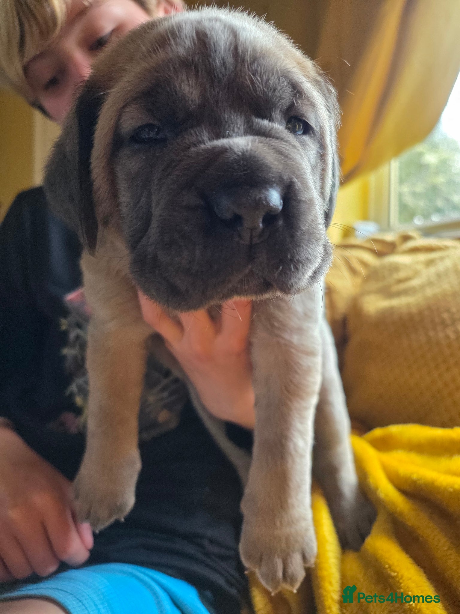 Cane Corso dogs Pure bred Cane Corsos championship pedigree - Advert 12