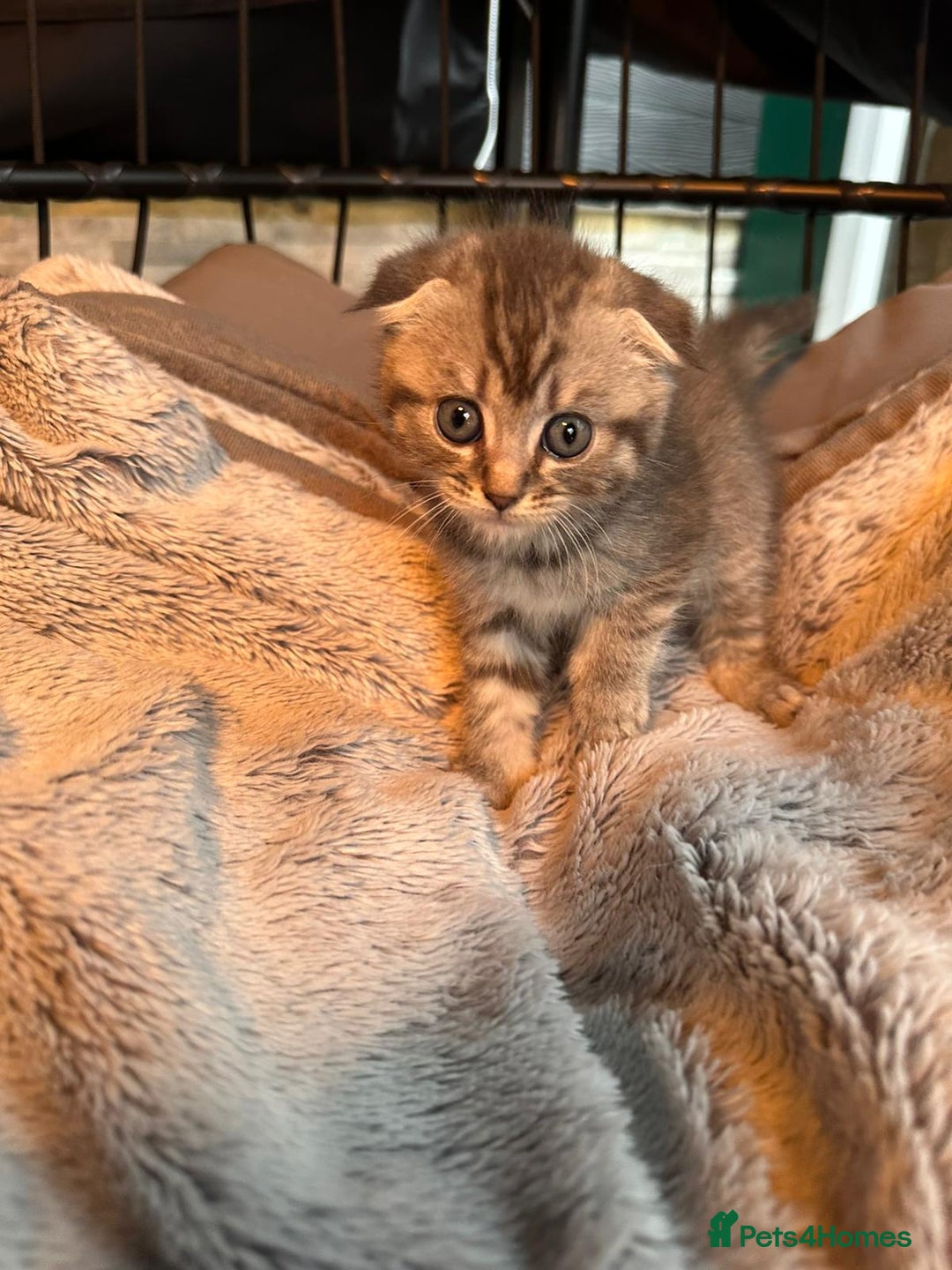 Mixed Breed cats for sale: Maine coon x Scottish fold kittens - Image 10
