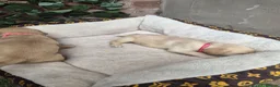 Goldador dogs for sale: Gorgeous F1 Goldador puppies from excellent lines in Kidderminster - Advert 10
