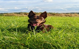 Mixed Breed dogs for sale: Bella  - Image 1
