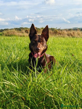 Mixed Breed dogs - Advert 1