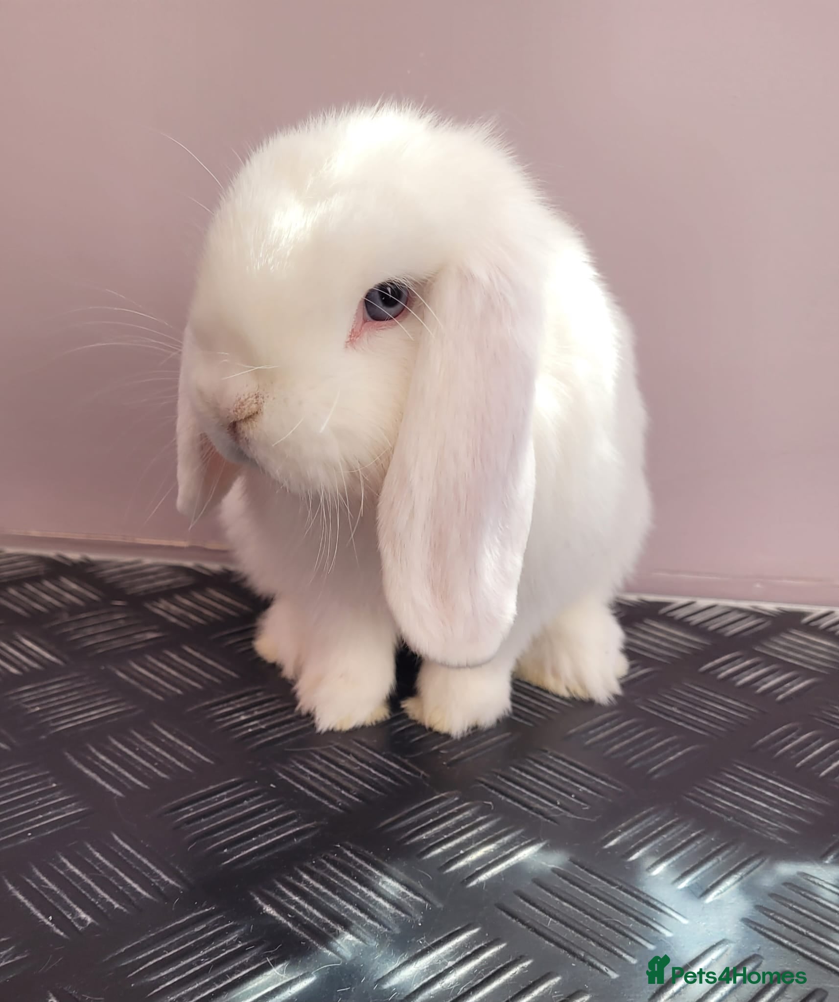 Mini Lop rabbits Lovely white (bew) buck ready now - Advert 1