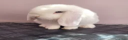 Mini Lop rabbits for sale: Lovely white (bew) buck ready now - Advert 1