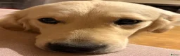 Golden Retriever dogs for sale: Health tested Golden Retriever  - Advert 3