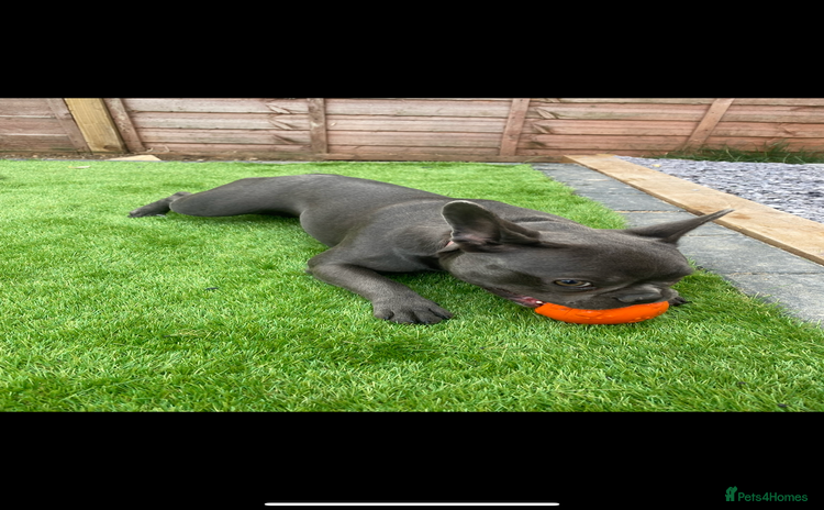 French Bulldog dogs Female French bulldog  - Advert 1