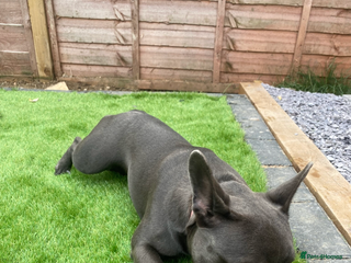 French Bulldog dogs for sale: Female French bulldog - Advert 1