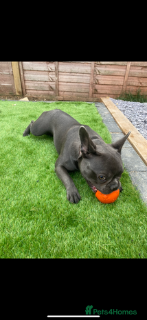 French Bulldog dogs Female French bulldog - Advert 1