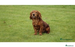Cocker Spaniel dogs for sale: Working Cocker Spanial Puppies - Image 14