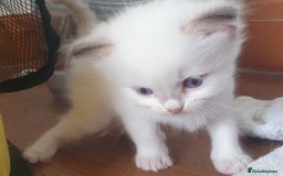 Ragdoll cats for sale: GCCF Chocolate Point with White Bi-color kittensur - Image 8
