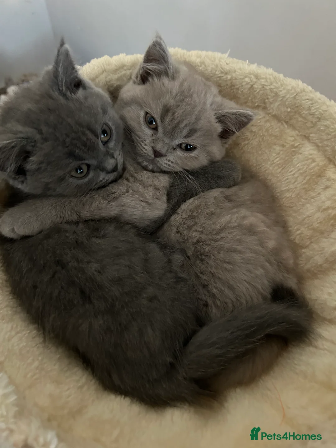 British Shorthair cats for sale: 1 beautiful chunky lilac boy left   - Advert 12