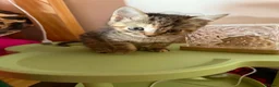 Mixed Breed cats for adoption: Tibby and Libby - Taverham Norfolk  - Advert 8