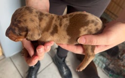 Dachshund dogs for sale: 7 Dachshund Puppies light & dark dapple and brown - Image 4