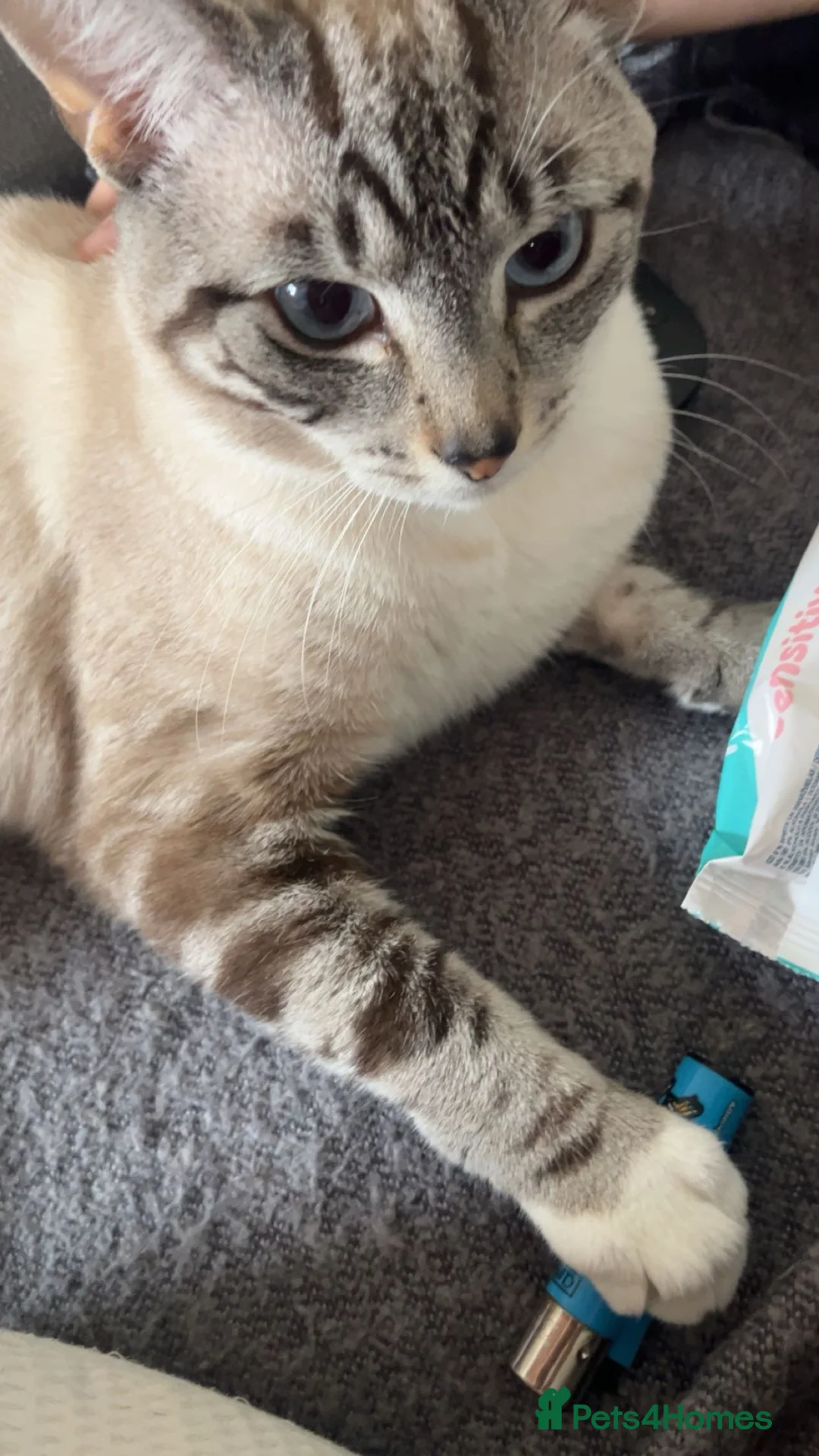 Siamese cats for sale: Siamese white tiger  - Advert 1