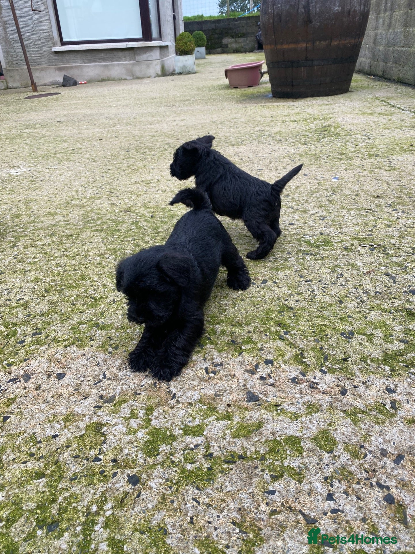 Miniature Schnauzer dogs 4 KC registered Miniature Schnauzer - Advert 2