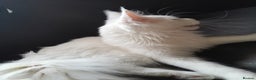 Maine Coon cats for sale: Solid white MaineCoon girl TICA - Advert 16