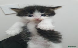 Mixed Breed cats for sale: Maincoon/ragdoll&Siberian kittens [price varies] - Image 11
