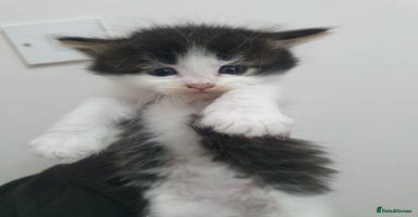 Mixed Breed cats - Advert 5