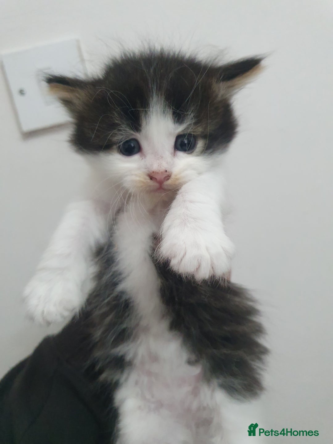 Mixed Breed cats for sale: Maincoon/ragdoll&Siberian kittens [price varies] - Image 11