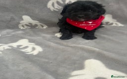 Maltipoo dogs for sale: 🤩 4 stunning male F1 Maltipoo 🤩 - Image 8