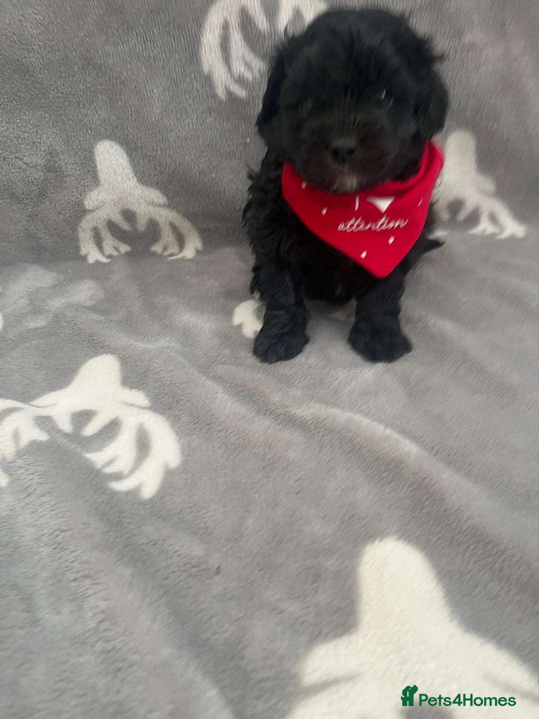 Maltipoo dogs for sale: 🤩 4 stunning male F1 Maltipoo 🤩 - Image 8