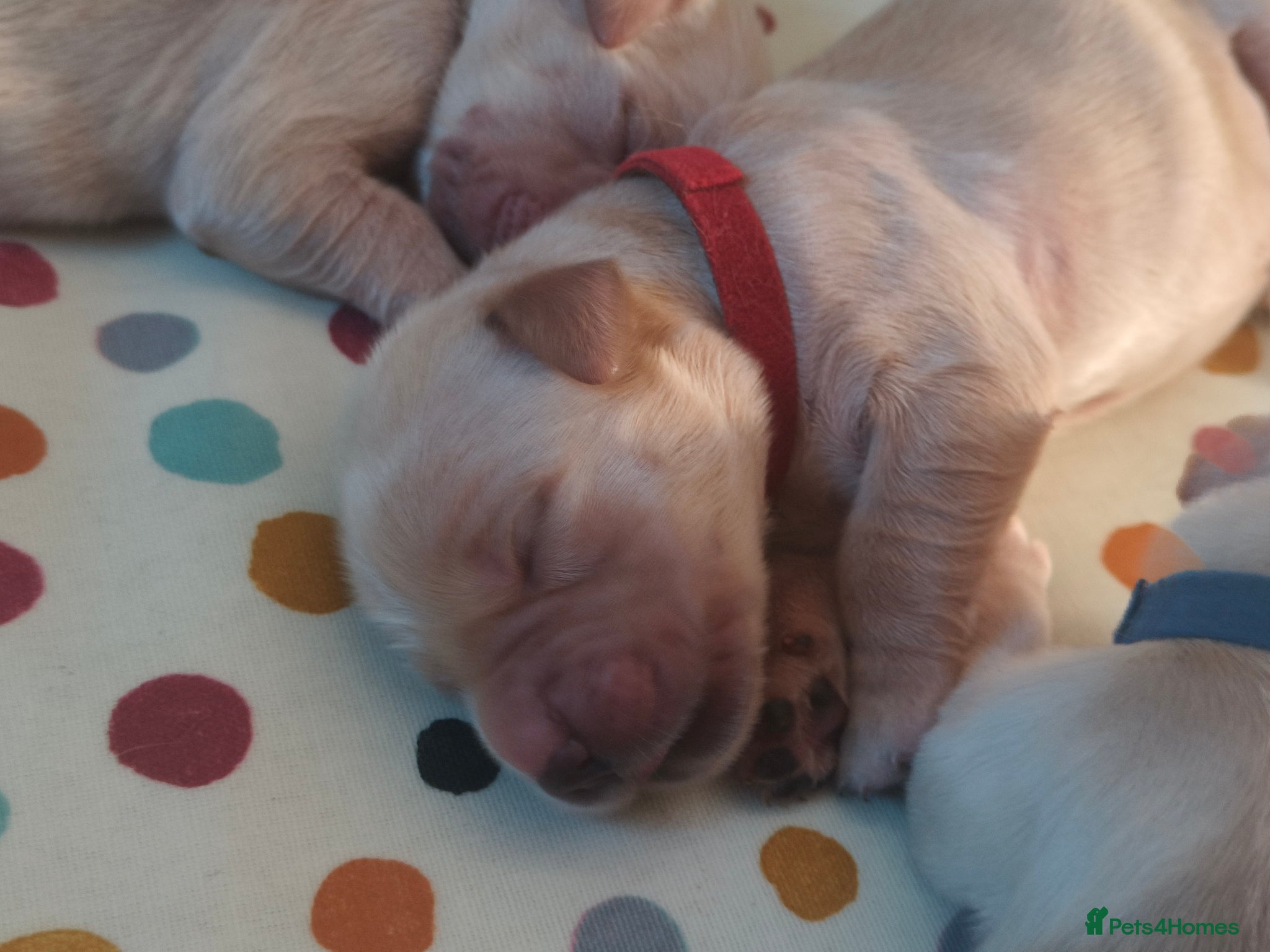 Golden Retriever Puppy 1