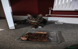 Mixed Breed cats for sale: Looking for someone who likes to adopt my cat - Image 1