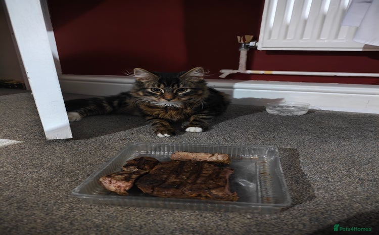 Mixed Breed cats - Advert 1