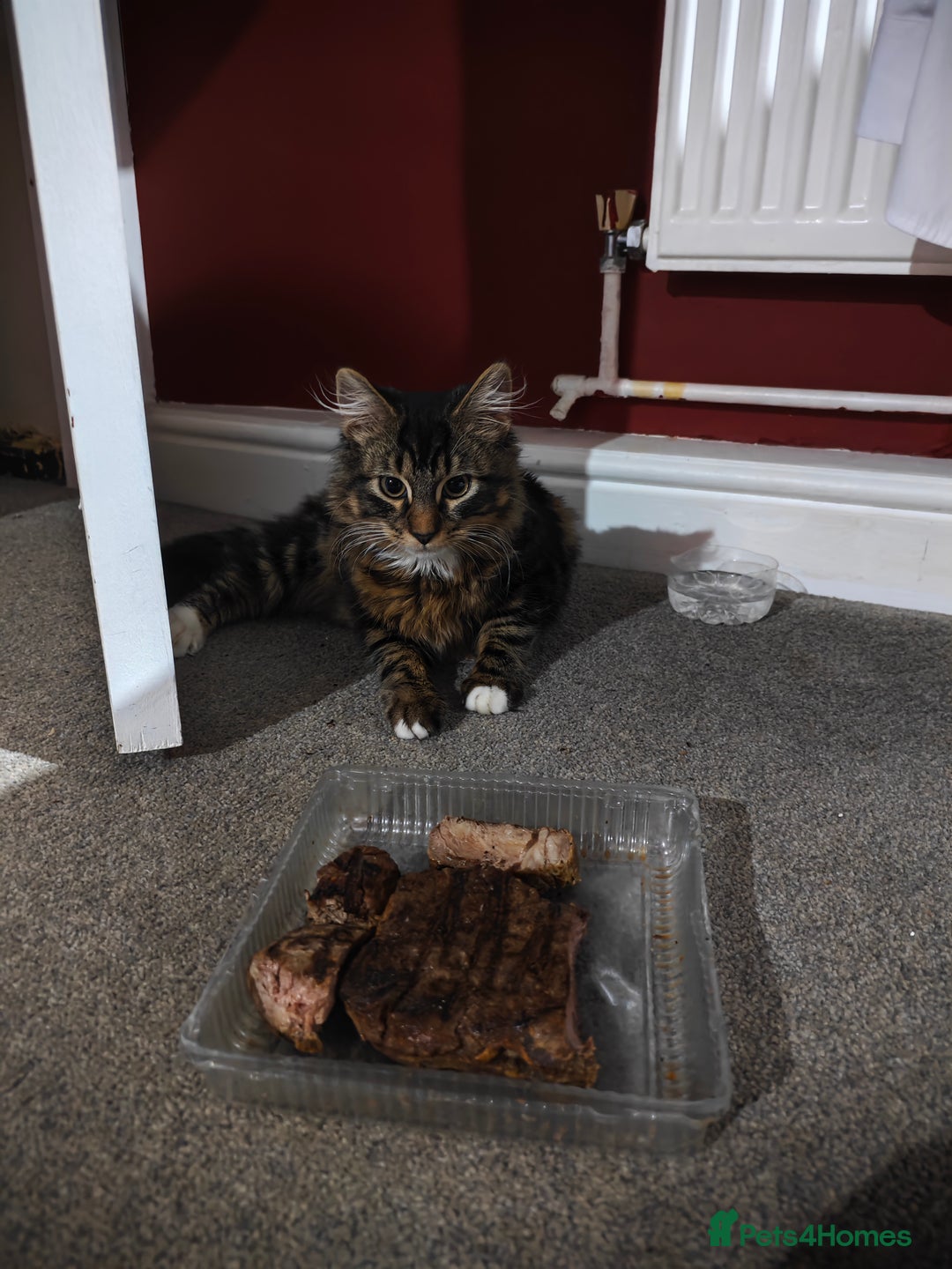 Mixed Breed cats for sale: Looking for someone who likes to adopt my cat - Image 1